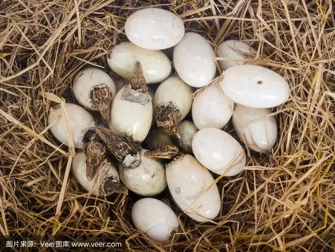 小鳄鱼正在从蛋里孵出来.