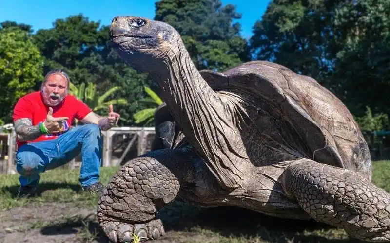 【爬行动物】世界上最大的乌龟洗澡!