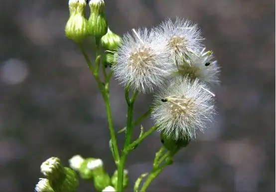 小蓬草——随风旅行的野草 - 知乎