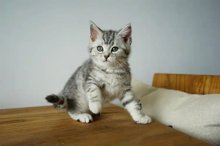 美短鱼骨纹重庆