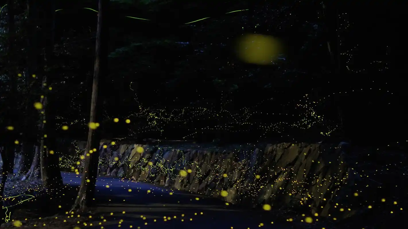 唯美萤火虫飞舞意境摄影高清宽屏桌面壁纸
