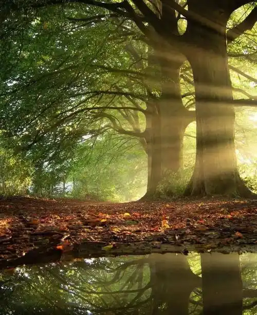 树下,迷人的画卷_气息_大自然_风景