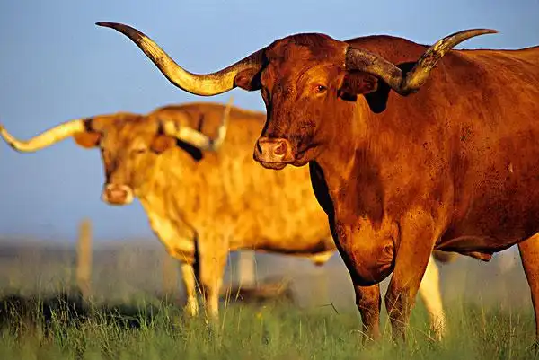 长角牛图片