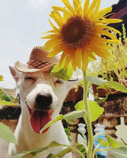 可爱萌宠狗狗笑容治愈系