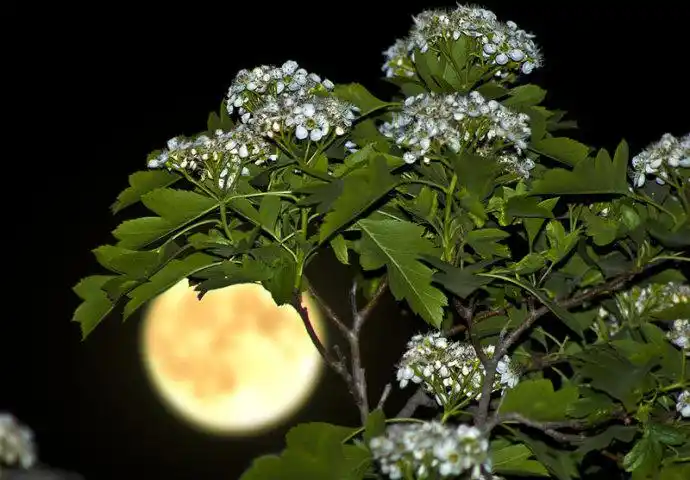 人生几度花和月月色花香处处同唐寅花月吟十二首