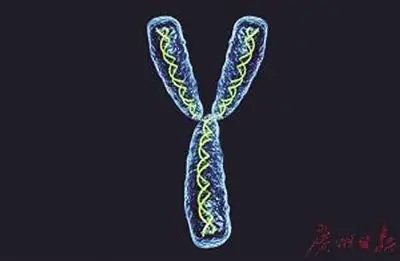 男女的性染色体又有所不同,男性是xy,而女性是xx