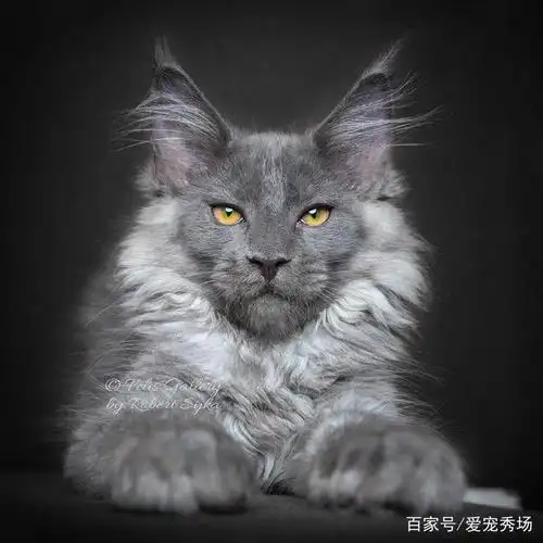 22只精灵喵星人照片,依靠颜值让你瞬间变猫奴