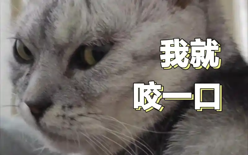 猫:你醒啦!等你那么久给我咬一口不过分吧