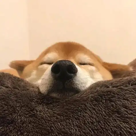 柴犬猥琐搞笑头像