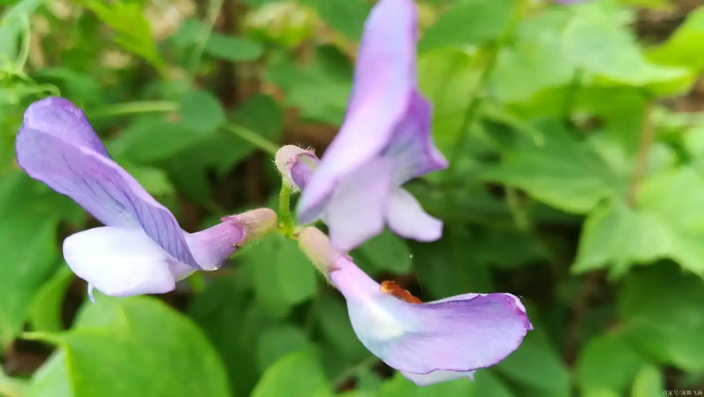 田间小花:大花野豌豆!好美,小伙伴们见过吗?