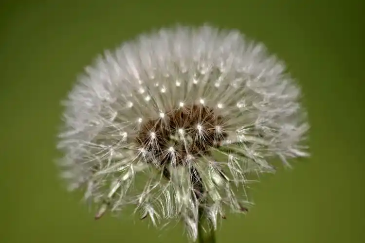 查看大图(源图)|  点击:0| 创建者:狼族少年exo°轻盈柔软的蒲公英