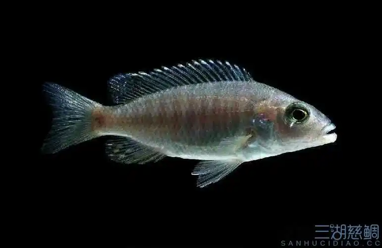 刚刚开始发色的蓝阿里 - 三湖慈鲷学堂 - 龙巅三湖慈鲷