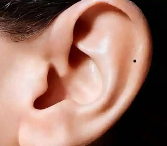 "人耳""富人耳"有啥区别?你耳朵什么样_神经_人体_功能