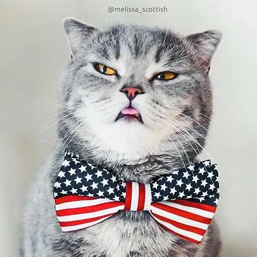 【吐舌头卖萌的"爱因斯坦"】melissa是一只可爱的苏格兰折耳猫,爱好伸