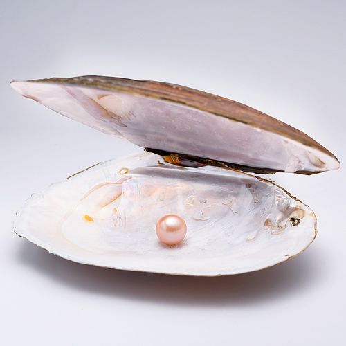 弥亚珠宝 直播开西施蚌珍珠贝壳活体 纯天然河蚌 爱迪生珍珠蚌