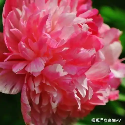 好看花朵微信头像潇洒艳丽的牡丹花图片