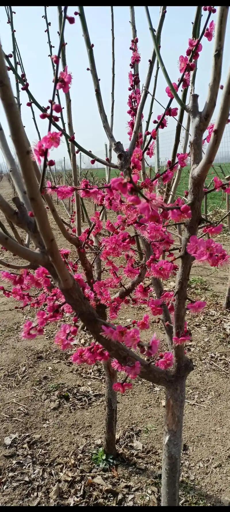 新品种红千鸟梅花盛开 - 抖音