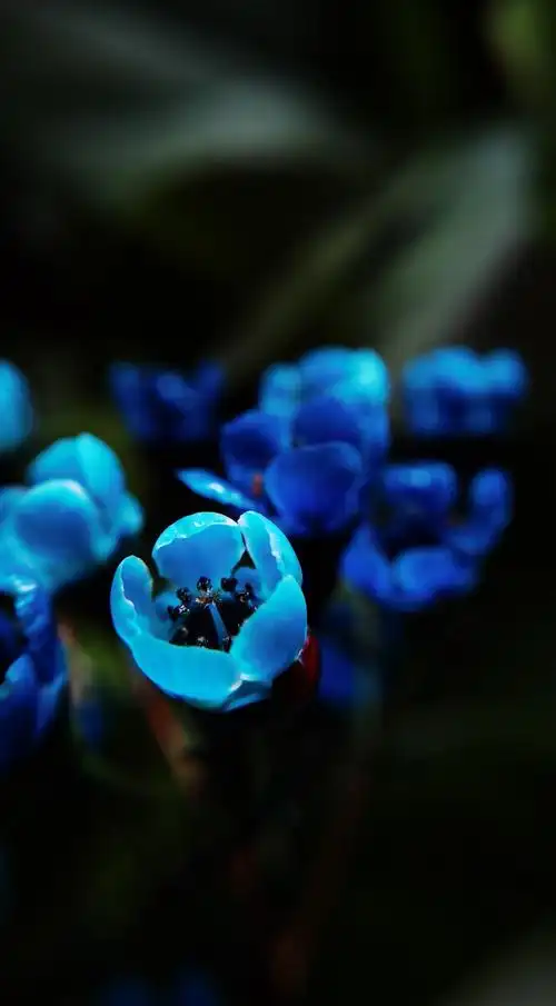 蓝色之美奥梅花的花语是傲骨纯洁高雅和无私奥梅花的花期在每年最为
