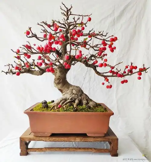 盆景艺术在线-好久没来了,发盆成熟的冬红果 - powered by discuz!