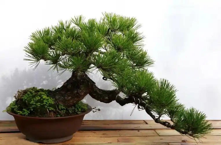 沧海桑田,曲曲折折,颇具刚直挺拔性格的黑松盆景