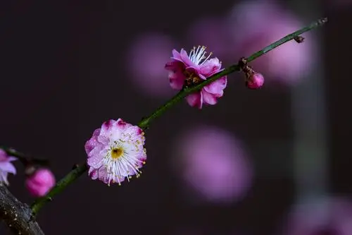 《梅花》 - 摄影师158449585084686 - 图虫