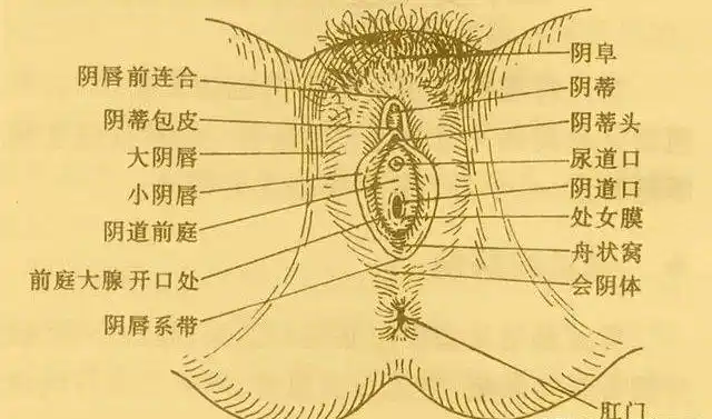 女性阴蒂包皮过长的危害以及治疗方法!