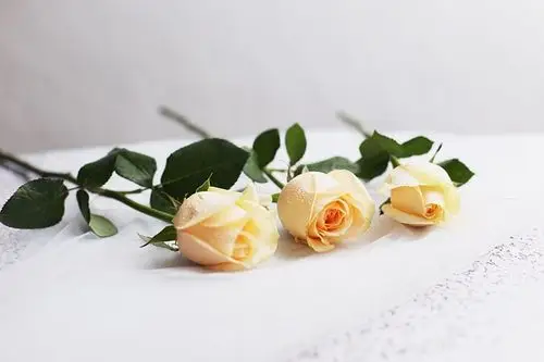 香槟玫瑰 (愿有人一生只送你一人)