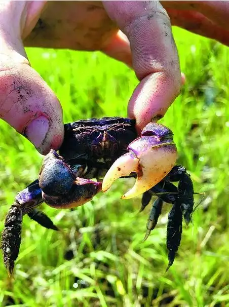这种小螃蟹竟会破坏环境