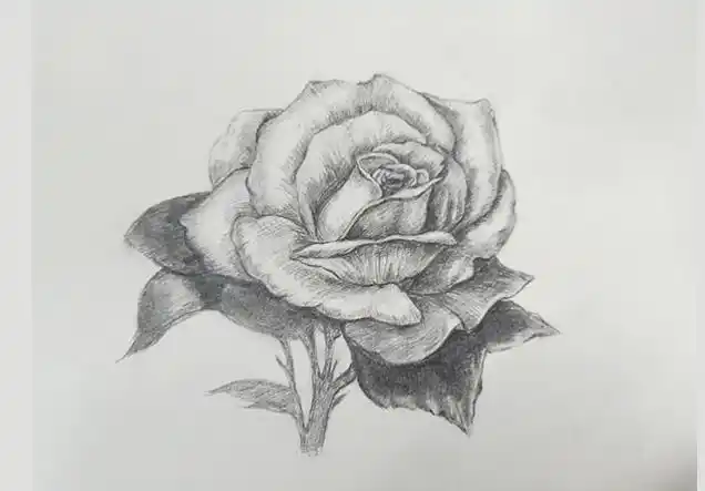 铅笔画入门教程:玫瑰花的画法