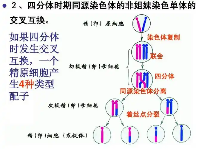 自然科学 生物学 被子植物的双受精作用ppt 2,四分体时期同源染色体的