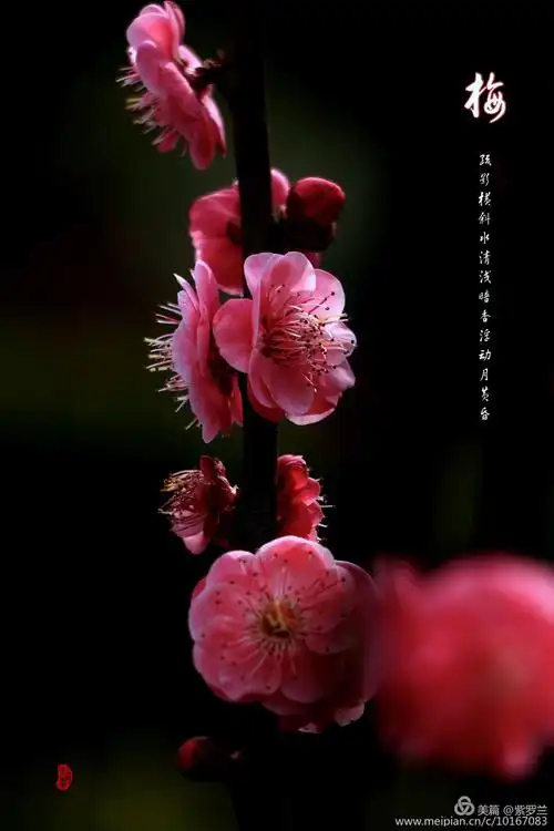 子孙恋故土 英雄儿女爱中华 你把那美丽洒向人间 傲雪的胸怀誉满天下