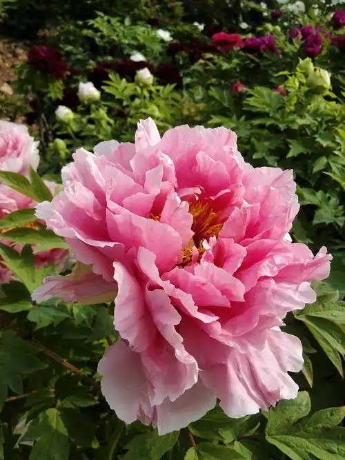 洛阳牡丹花会随拍～中国国花园,隋唐植物园牡丹花