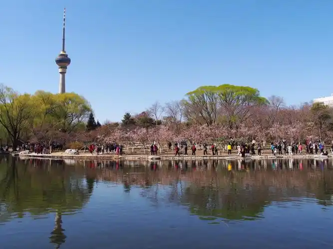 北京玉渊潭公园早樱盛开_腾讯新闻