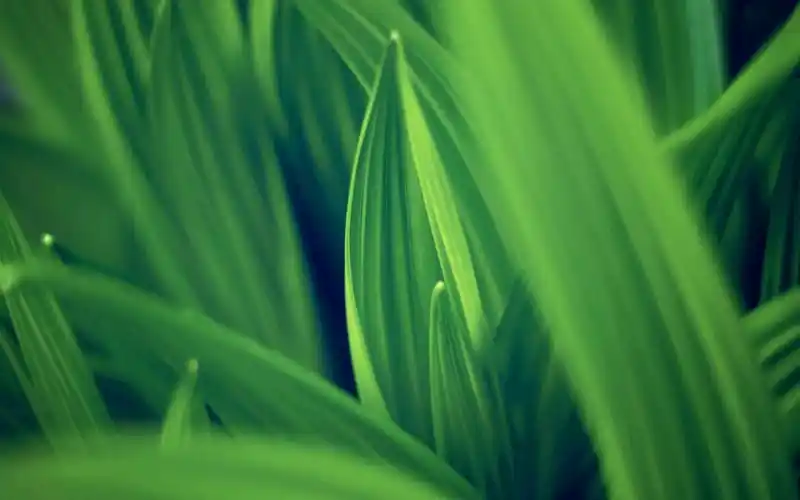 深绿色的思念壁纸图片