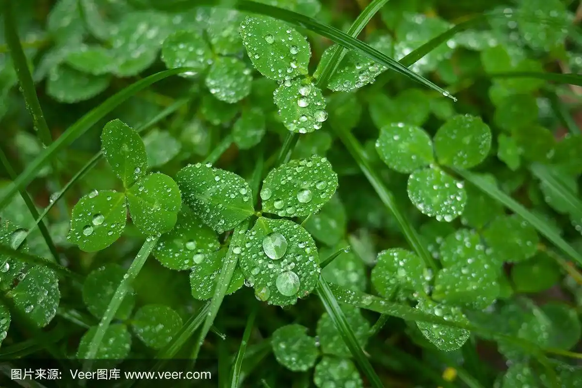 四叶苜蓿,特写,绿色,水滴,露水