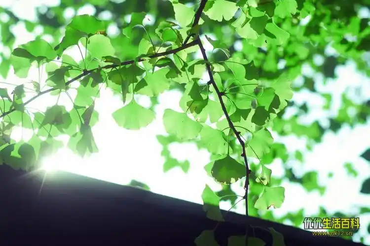 温柔且干净的夏日诗句,唯美又治愈