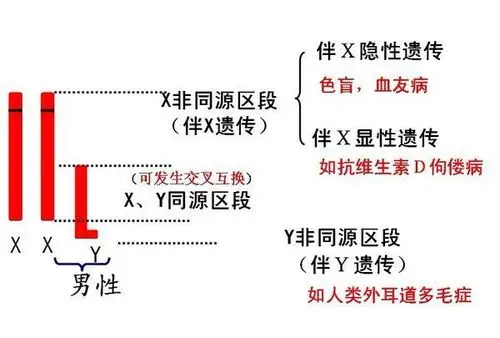xy染色体同源区段具体指的是哪里