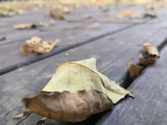 掉在地上的枯叶永远看不到凋谢