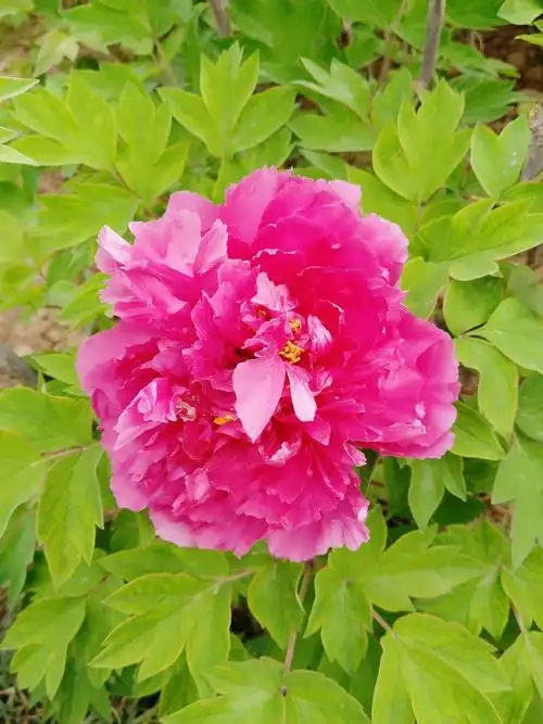 河南洛阳欣赏美丽的牡丹花