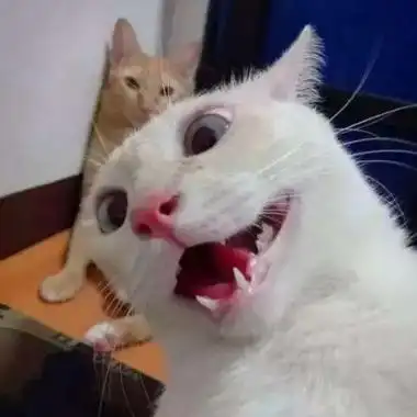 猫咪自拍头像搞笑逗比