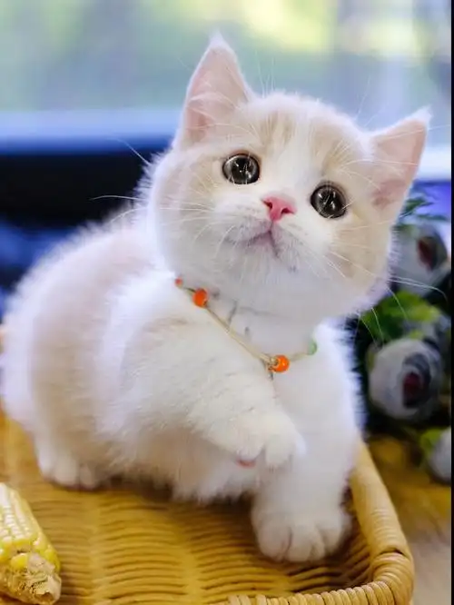 旺仔小馒头奶萌可爱小短腿乳白矮脚猫
