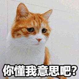 你懂我意思吧猫搞怪逗gif动图_动态图_表情包下载_soogif