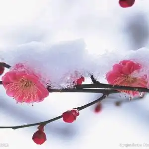 梅花香自苦寒来头像