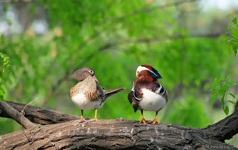 (鸳鸯)2013-36拍 (树上的鸟儿成双对)