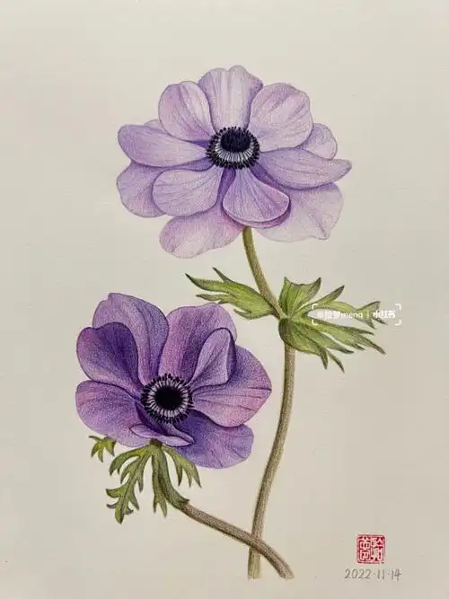 彩铅花卉银莲花附步骤图