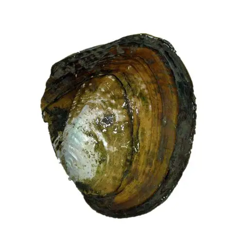 纽扣珍珠蚌开蚌取珍珠海爸直播鲜活包邮自己开定制珍珠项链送妈妈