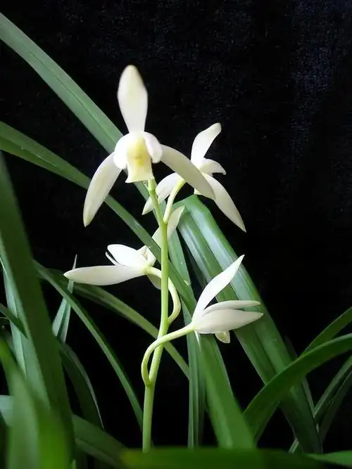 这款兰花真不错,专为新手准备,每年开花4,5次,要养就趁现在