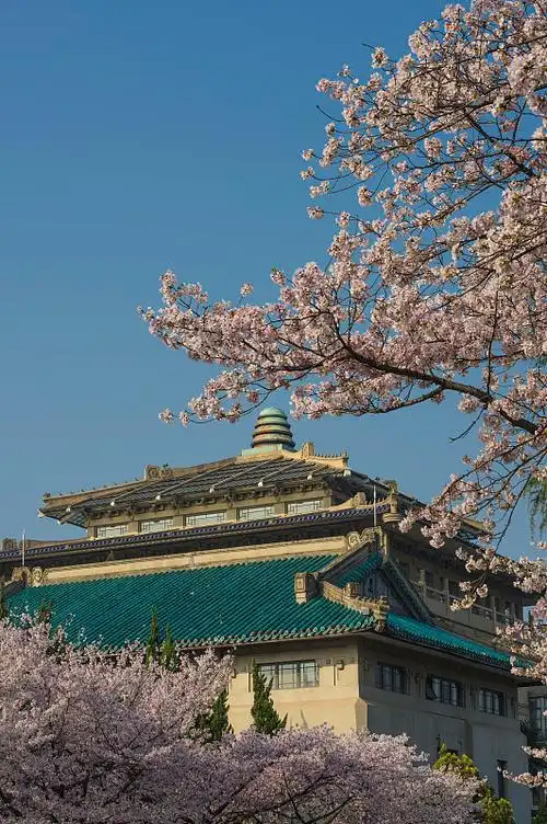 中国湖北武汉武汉大学樱园樱花图片下载