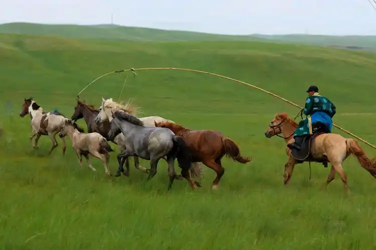 骏马奔腾在辽阔的草原上