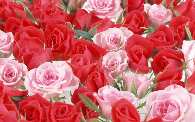 宽屏液晶壁纸花团锦簇